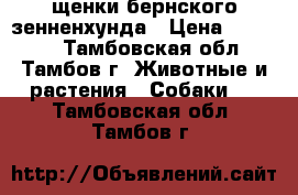  щенки бернского зенненхунда › Цена ­ 25 000 - Тамбовская обл., Тамбов г. Животные и растения » Собаки   . Тамбовская обл.,Тамбов г.